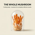 Australian Grown Cordyceps Mushroom