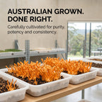Australian Grown Cordyceps Mushroom