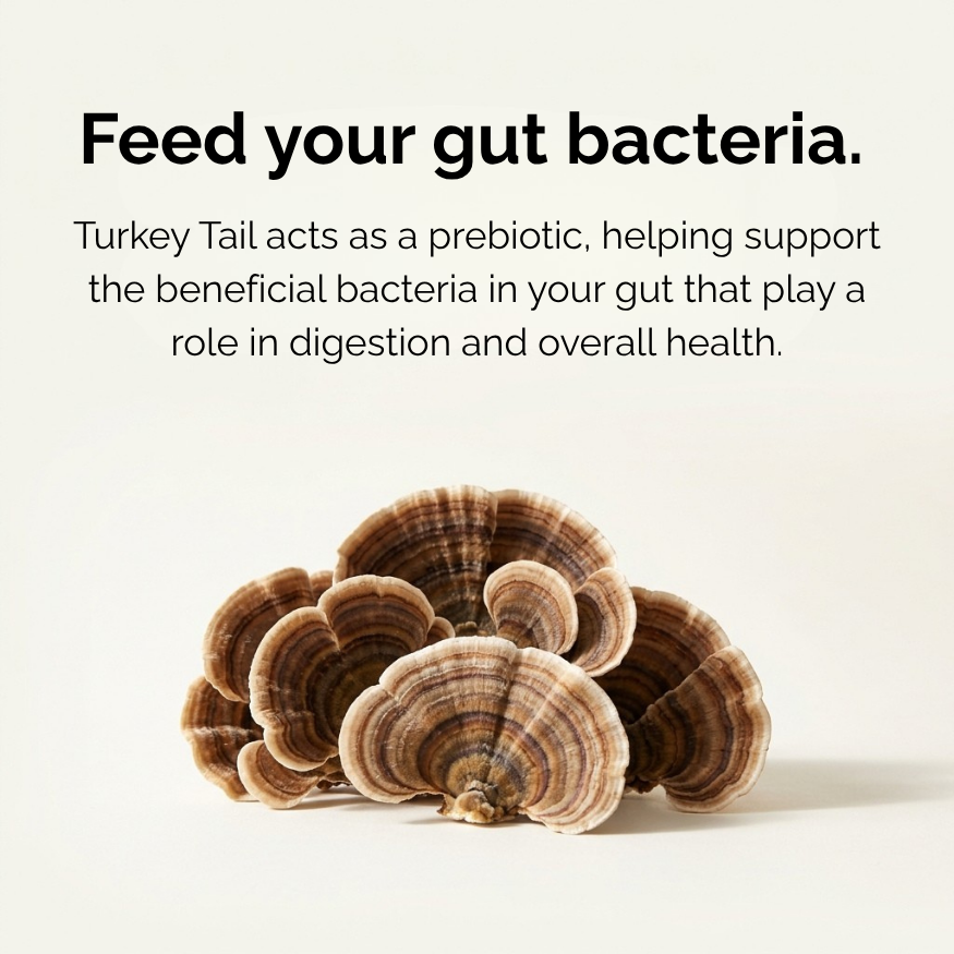 Australian Grown Turkey Tail Capsules